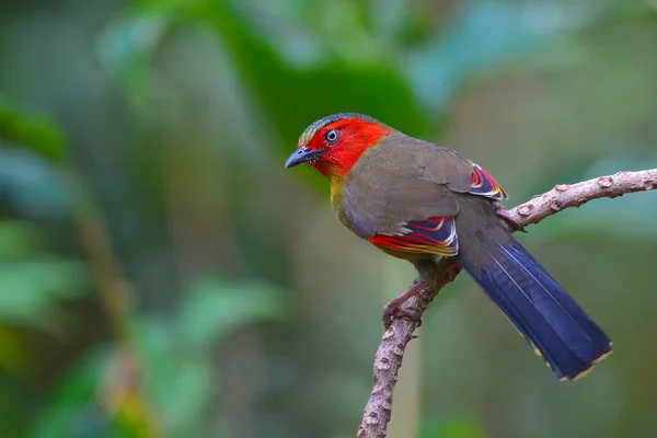 Liocichla 새 스 칼 렛에 직면 — 스톡 사진