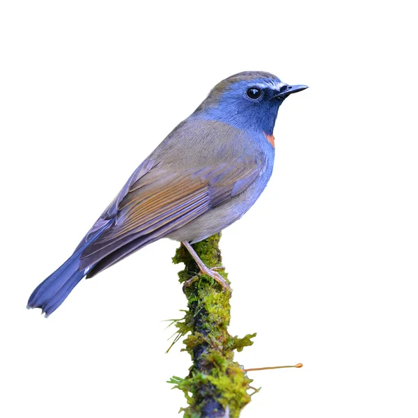 Rode-gorgeted vliegenvanger vogel — Stockfoto