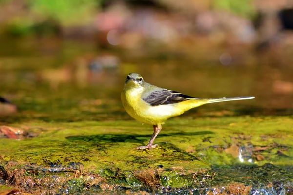 Pájaro Wagtail gris — Foto de Stock