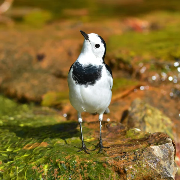 stock image White Wagtail bird