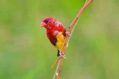 Kırmızı avadavat kuş