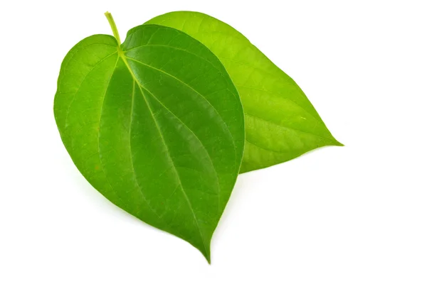 Два зелёных листа — стоковое фото