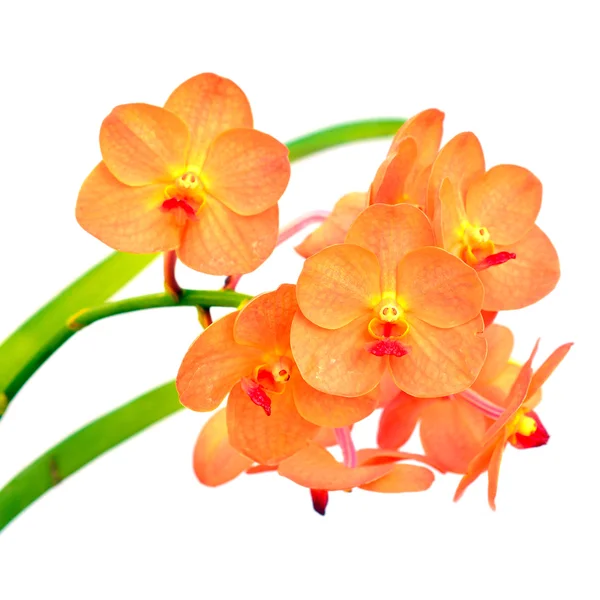 Orange orkidé blomma — Stockfoto