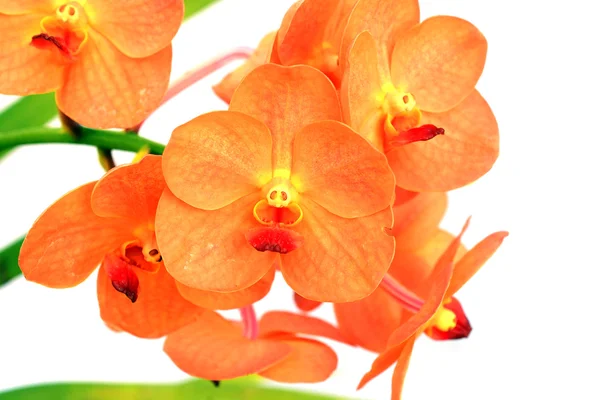 Oranje orchideebloem — Stockfoto