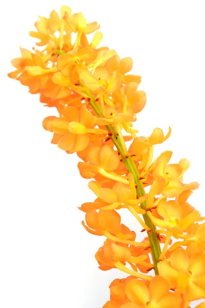 Oranžová květina orchidej — Stock fotografie