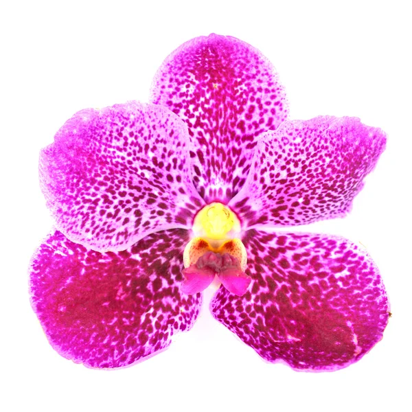 Paarse orchidee bloem — Stockfoto