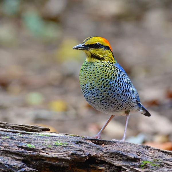 Blue Pitta bird — Stock Photo, Image