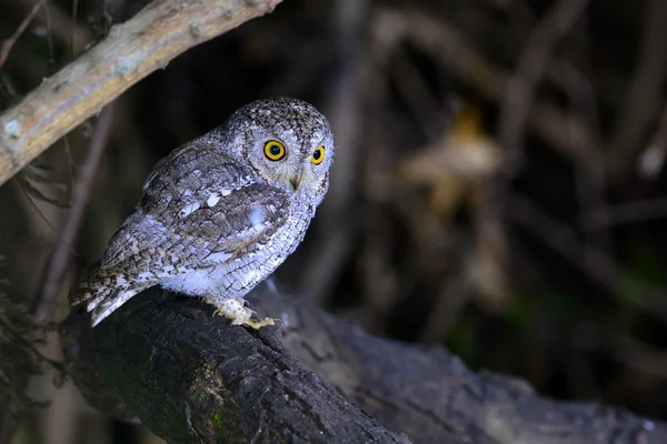 Oosterse scop uil vogel — Stockfoto