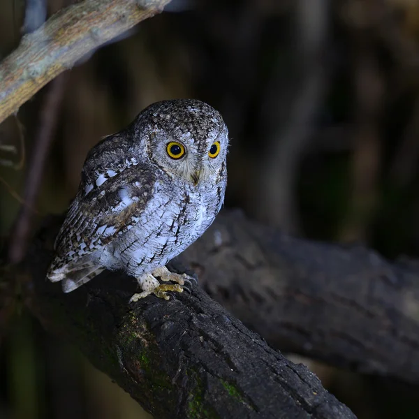 Oriental scop owl bird — Stock Photo, Image