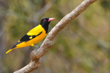 Siyah başlıklı sarıasma kuş