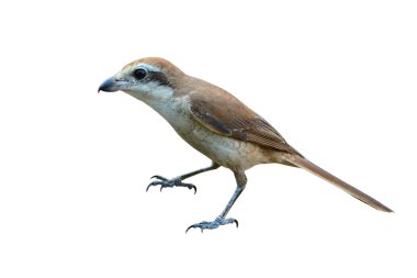 Kahverengi örümcek kuşu 