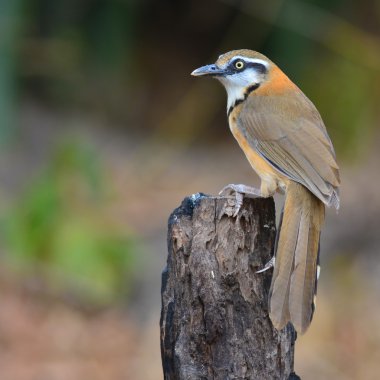Kolyeli daha az Laughingthrush kuş