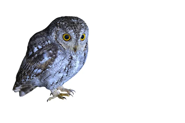 Oriental Scops Owl — Stock Photo, Image