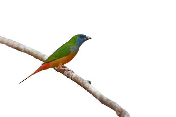 PIN kuyruklu Parrotfinch kuş — Stok fotoğraf