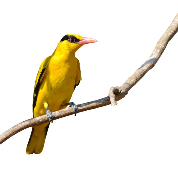 Czarny naped Oriole ptak — Zdjęcie stockowe