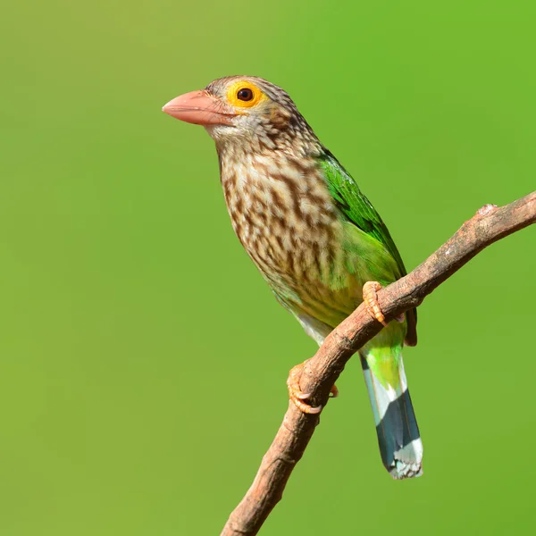 Lineated Barbet bird — Stock Photo, Image