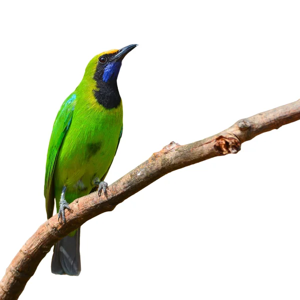 Guldpannad Leafbird fågel — Stockfoto