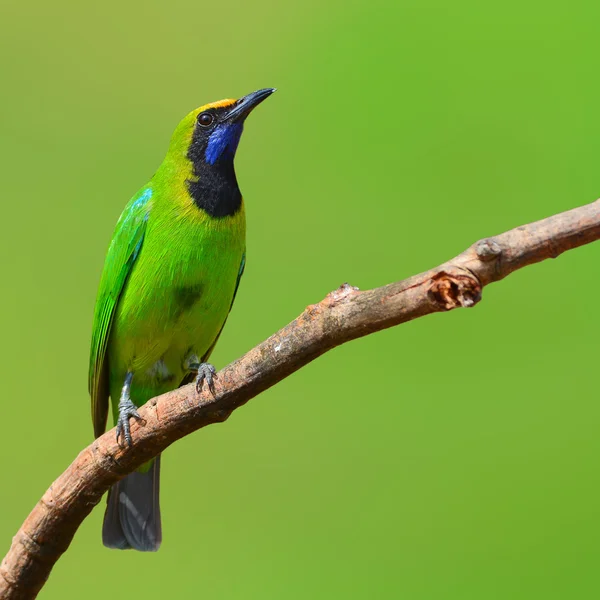 Pájaro Leafbird de frente dorada — Foto de Stock