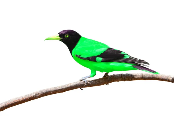 Hermoso pájaro colorido — Foto de Stock