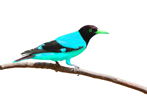 Όμορφο πολύχρωμο πουλί — Φωτογραφία Αρχείου