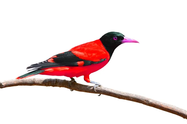Piękny kolorowy ptak — Zdjęcie stockowe