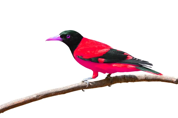 Beautiful colorful bird — Stock Photo, Image