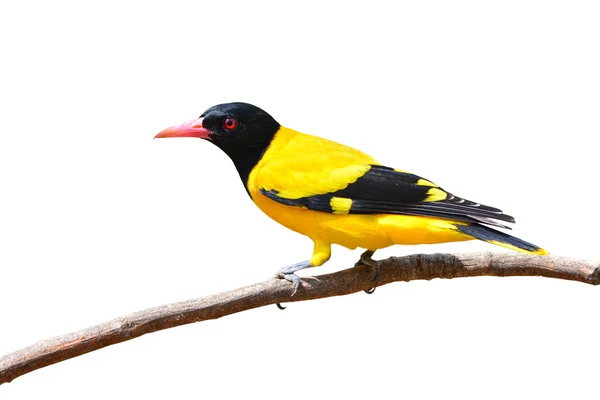 Uccello Oriole con cappuccio nero — Foto Stock