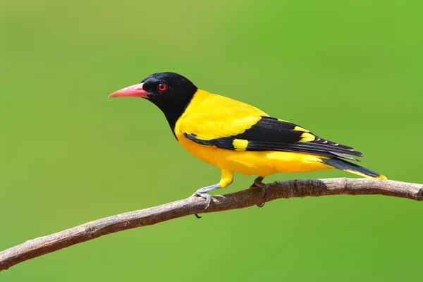 Pájaro Oriole con capucha negra — Foto de Stock