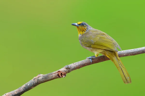 Pájaro bulbul de garganta raya —  Fotos de Stock