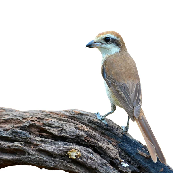 Pássaro-de-camarão — Fotografia de Stock