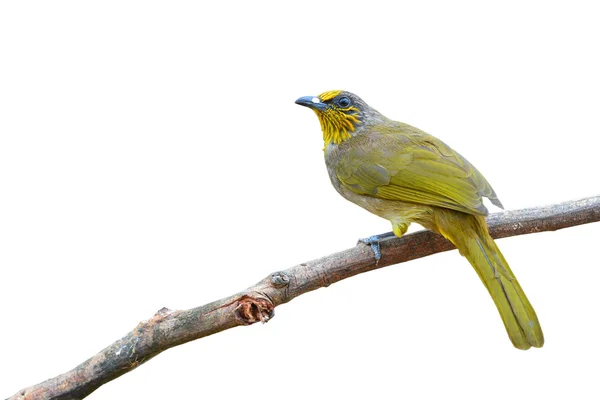 Ave-de-bulbul-garganta-listrada — Fotografia de Stock