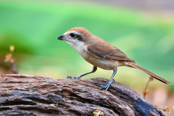 Brown Shrike bird — Stock Photo, Image