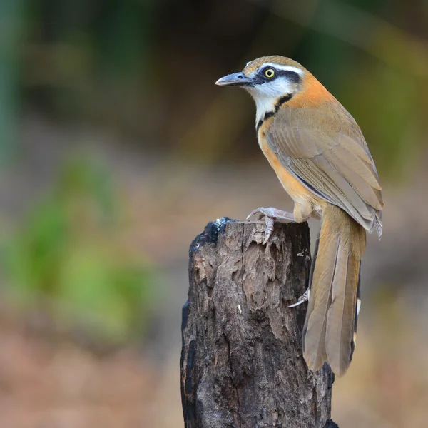 Μικρότερο necklaced Laughingthrush πουλί — Φωτογραφία Αρχείου