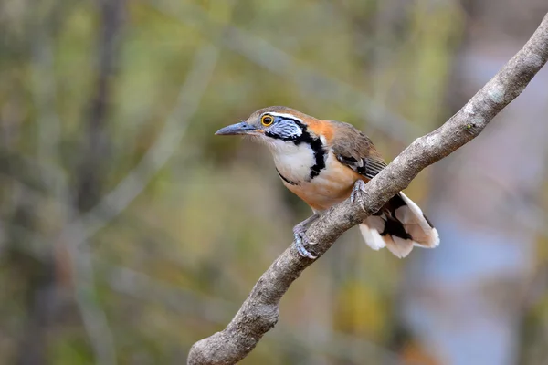 Pájaro zorzal risueño de cuello alto — Foto de Stock