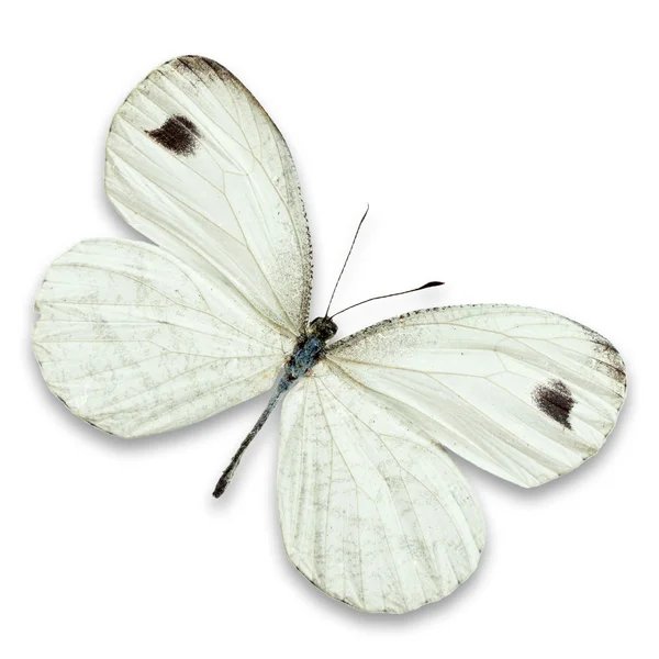 Schöner weißer Schmetterling — Stockfoto