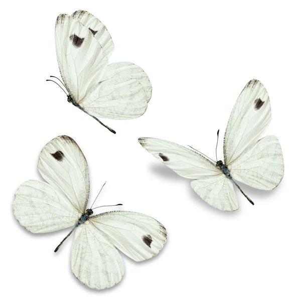 Tři bílé motýla — Stock fotografie