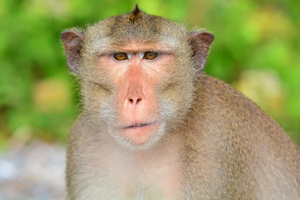 Макака довгохвоста мавпа — стокове фото