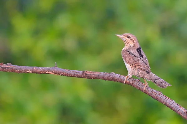 Pássaro-pescoço-da-Eurásia — Fotografia de Stock