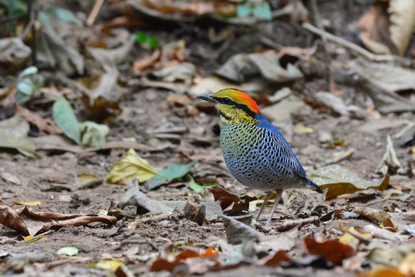 Blue Pitta bird — Stock Photo, Image