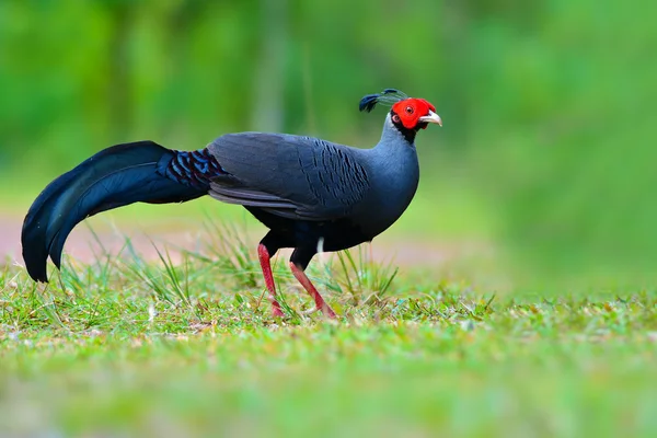 Siamese vuurrugvogel — Stockfoto