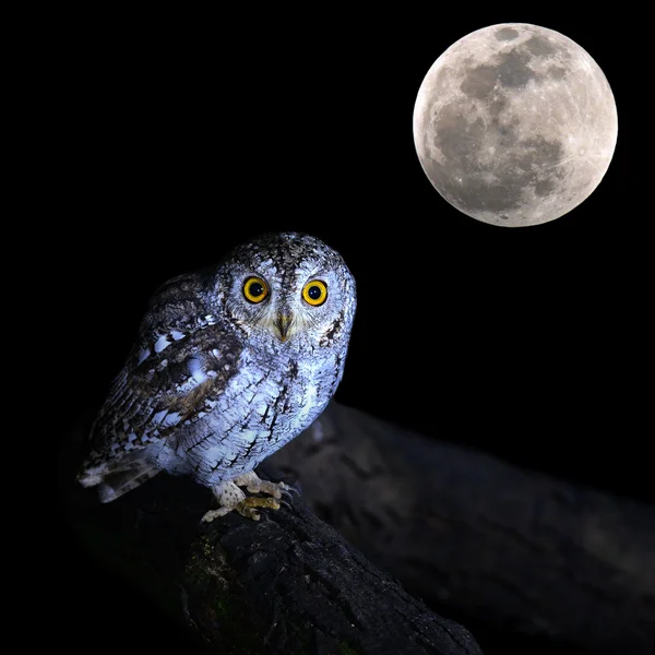 Oriental Scops búho pájaro — Foto de Stock