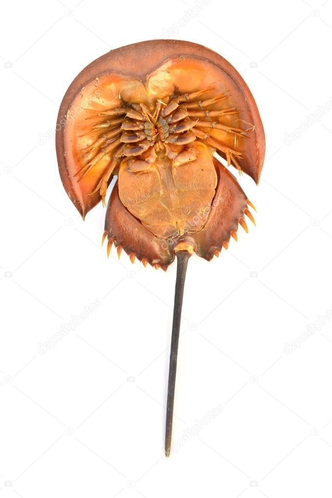 Asia Horseshoe Crab