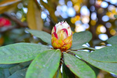 Ormangülü arboreum çiçek