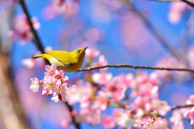 oryantal white-eye kuş