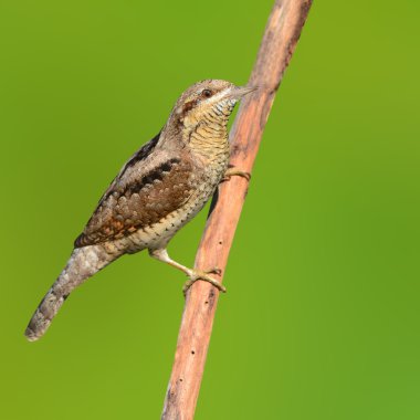 Bayağı boyunburan kuş