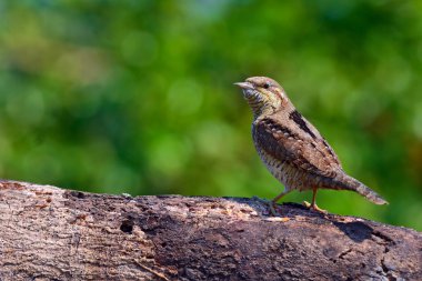 Bayağı boyunburan kuş