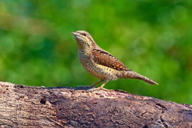 Bayağı boyunburan kuş
