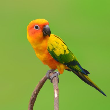 Sun Conure Parrot bird clipart