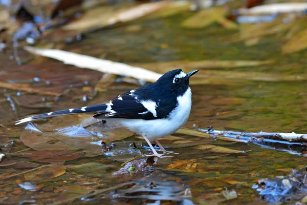 Підтримувані Чорний птах Forktail — стокове фото