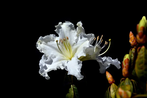 Rhododendron ludwigianum white flower — Stock Photo, Image